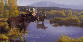 North Country Moose