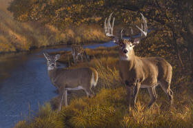 Autumn Gold - Whitetail