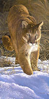 Eye on the Prize - Mountain Lion